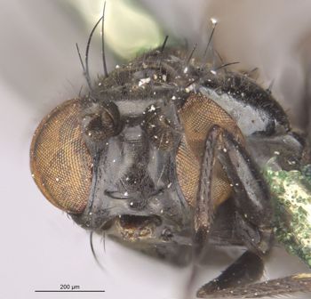 Media type: image;   Entomology 11140 Aspect: head frontal view